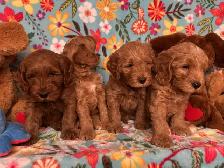 MULTIGENERATIONAL AUSTRALIAN LABRADOODLE PUPPIES-MINI AND MEDIUM - Photo 7