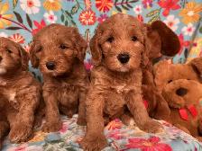 MULTIGENERATIONAL AUSTRALIAN LABRADOODLE PUPPIES-MINI AND MEDIUM - Photo 8