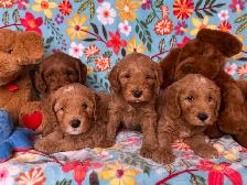 MULTIGENERATIONAL AUSTRALIAN LABRADOODLE PUPPIES-MINI AND MEDIUM - Photo 9