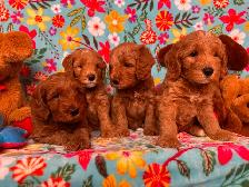 MULTIGENERATIONAL AUSTRALIAN LABRADOODLE PUPPIES-MINI AND MEDIUM - Photo 10