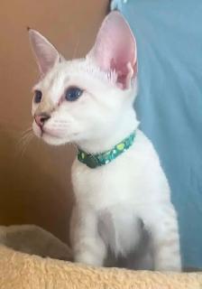 Chaton Savannah mâle F5 snow. Stérilisé.