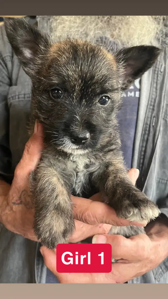 White Westie/Cairn Terrier puppies