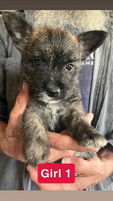White Westie/Cairn Terrier puppies