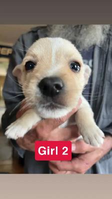 White Westie/Cairn Terrier puppies - Photo 2
