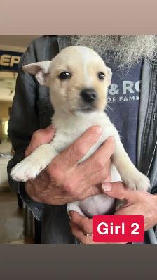 White Westie/Cairn Terrier puppies - Photo 3