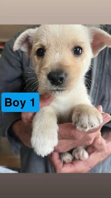 White Westie/Cairn Terrier puppies - Photo 4