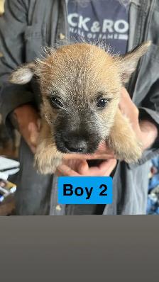 White Westie/Cairn Terrier puppies - Photo 5