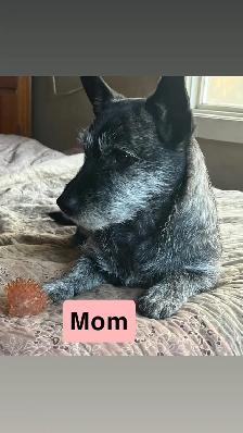 White Westie/Cairn Terrier puppies - Photo 8