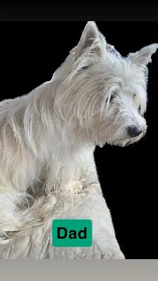 White Westie/Cairn Terrier puppies - Photo 9