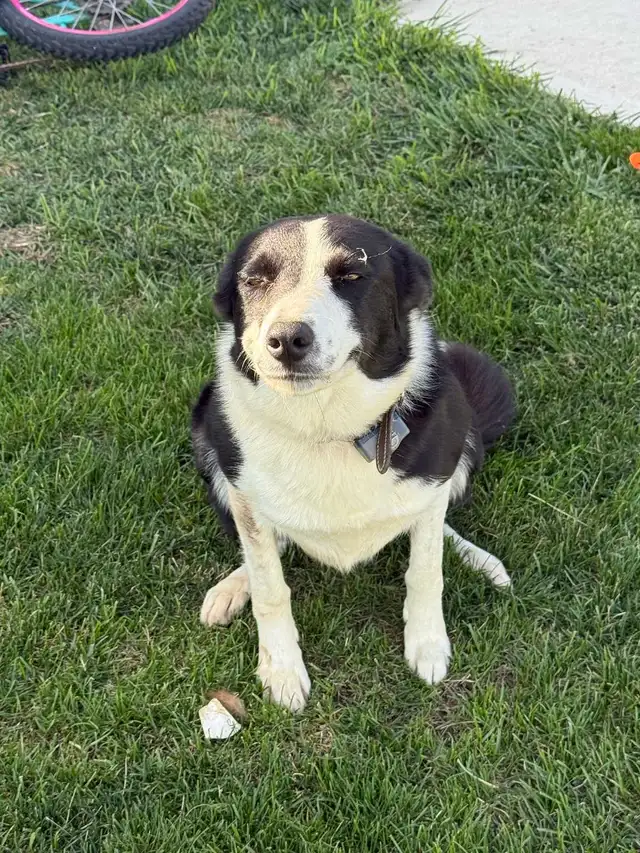 Border collie