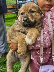magnifiques chiots à vendre