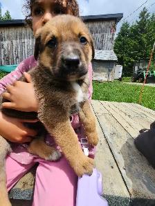 magnifiques chiots à vendre - Photo 2