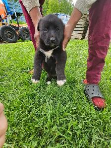 magnifiques chiots à vendre - Photo 3