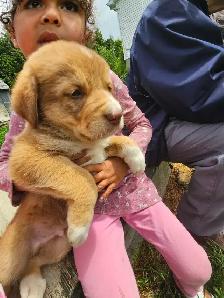 magnifiques chiots à vendre - Photo 4