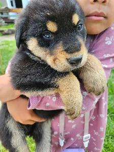magnifiques chiots à vendre - Photo 5