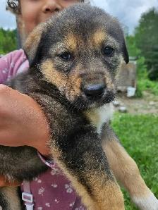magnifiques chiots à vendre - Photo 6
