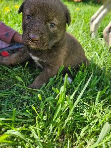 magnifiques chiots à vendre - Photo 7
