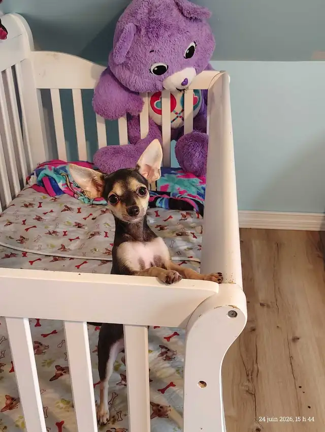 Mère Thérésa des Chihuahuas