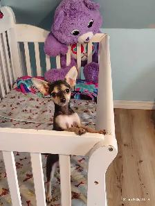 Mère Thérésa des Chihuahuas
