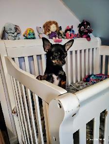 Mère Thérésa des Chihuahuas - Photo 2
