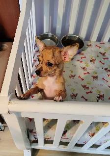 Mère Thérésa des Chihuahuas - Photo 3
