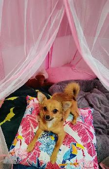 Mère Thérésa des Chihuahuas - Photo 4