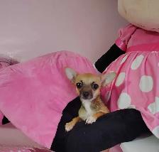 Mère Thérésa des Chihuahuas - Photo 5