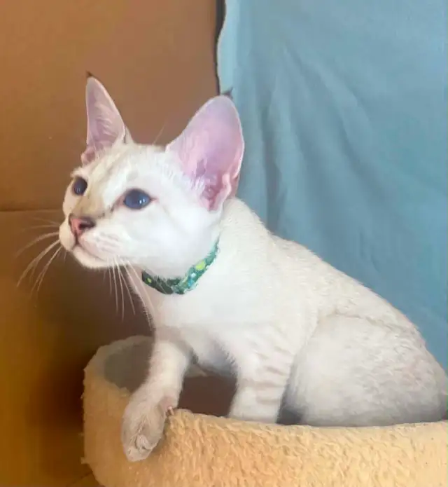 Chaton Savannah mâle snow F5. Stérilisé