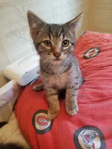 Kittens available