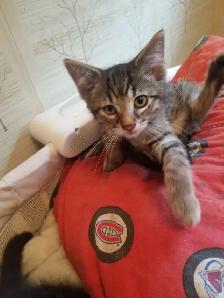 Kittens available - Photo 2