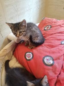 Kittens available - Photo 3