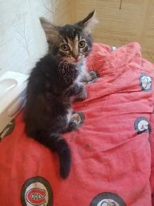 Kittens available - Photo 4
