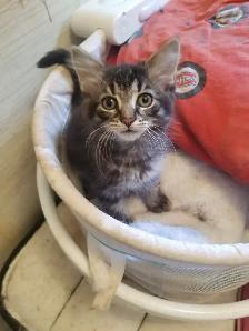 Kittens available - Photo 5
