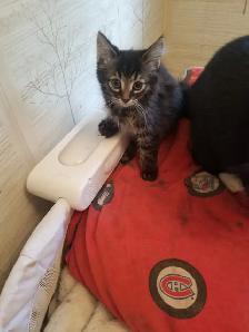 Kittens available - Photo 6