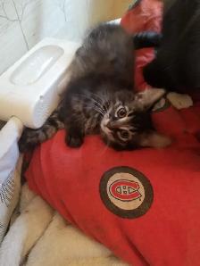 Kittens available - Photo 7