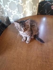 Kittens available - Photo 8