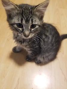Kittens available - Photo 9