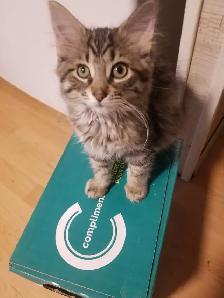 Kittens available - Photo 10