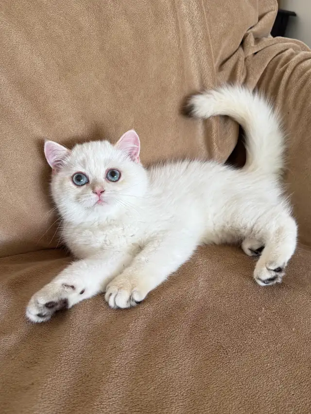 British shorthair lilac kitten male