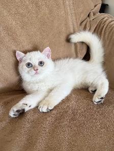 British shorthair lilac kitten male
