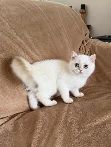 British shorthair lilac kitten male - Photo 4