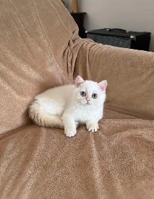 British shorthair lilac kitten male - Photo 6
