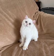 British shorthair lilac kitten male - Photo 7