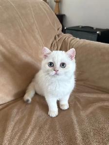 British shorthair lilac kitten male - Photo 8