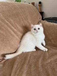 British shorthair lilac kitten male - Photo 9