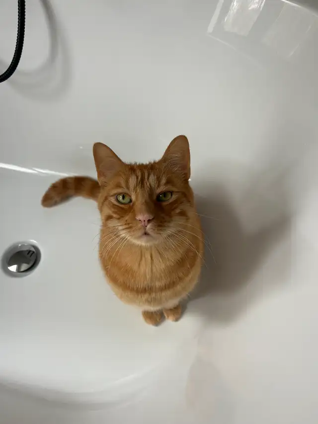 Chat roux aux perdu