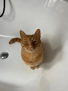 Chat roux aux perdu