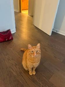 Chat roux aux perdu - Photo 2