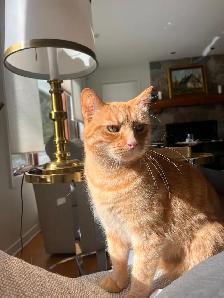 Chat roux aux perdu - Photo 3