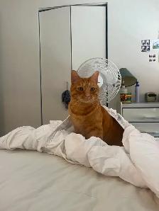 Chat roux aux perdu - Photo 4
